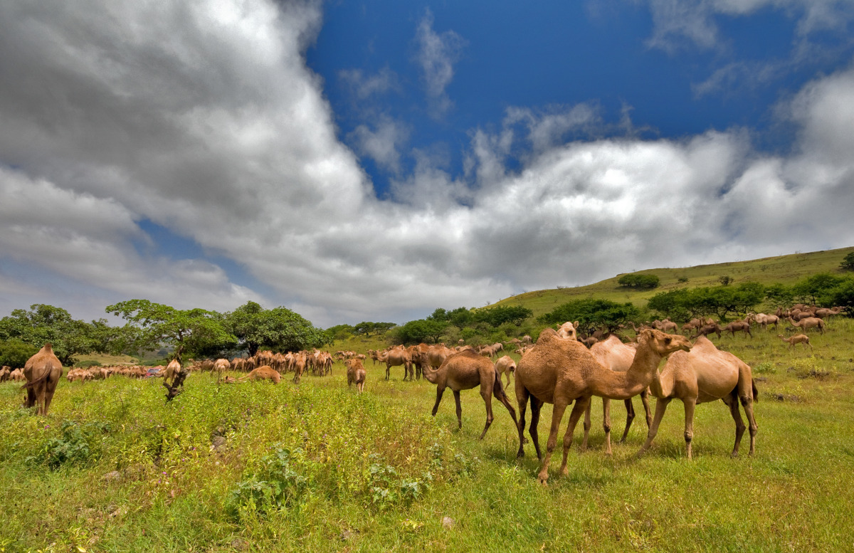 camels in bahrain