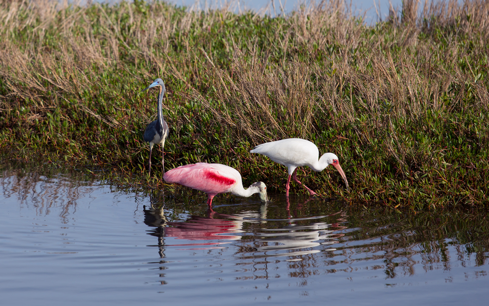 Merritt Island National Wildlife Refuge