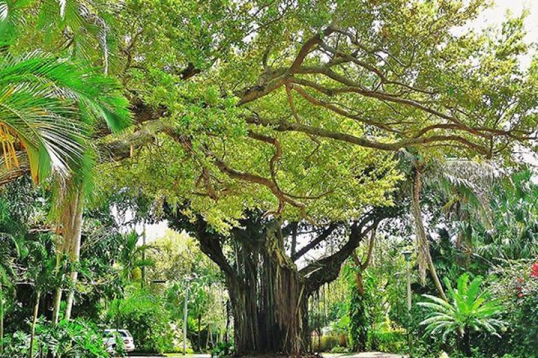 Garden of the Groves in Bahamas