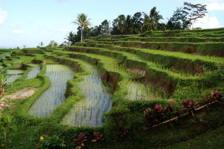 Rice Terraces Bali