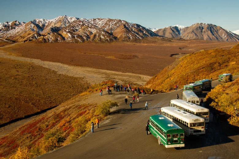 Bus Tours to Denali National Park