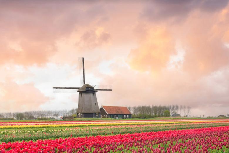 See the tulip fields in Amsterdam, The Netherlands
