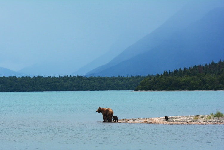 A grizzly bear and cubs on the shore of an Alaskan lake
