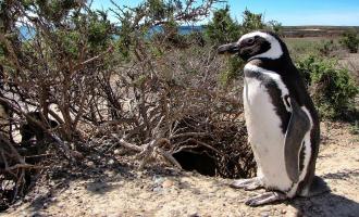 Exclusive Punta Tombo Penguins