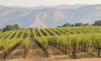 Calafia Valley Wine Country