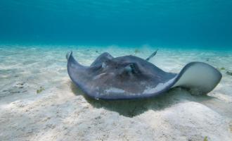 Stingray City and Two Snorkel Stops