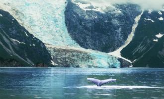 Whales and Mendenhall Glacier