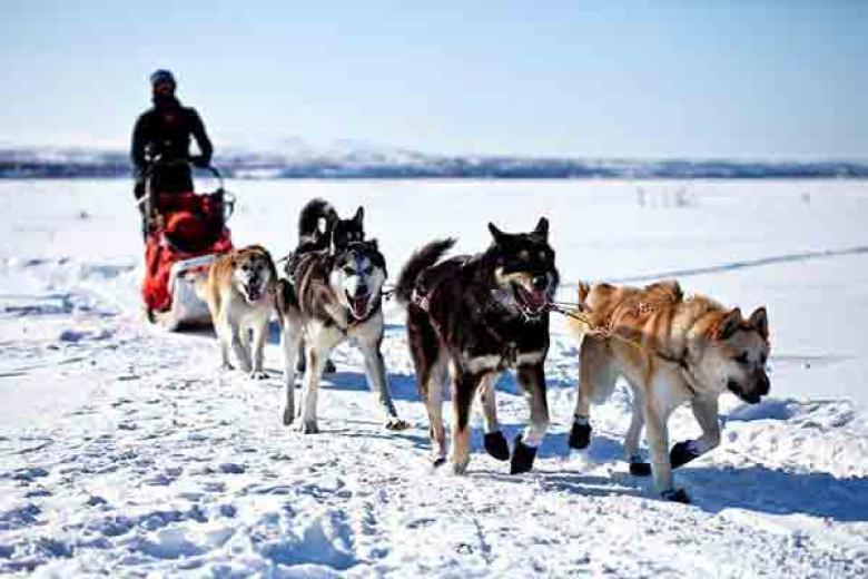 Alaskan Dog Sledding