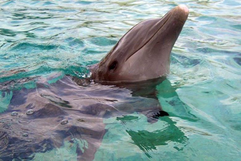 Dolphin at Sea, Mexico