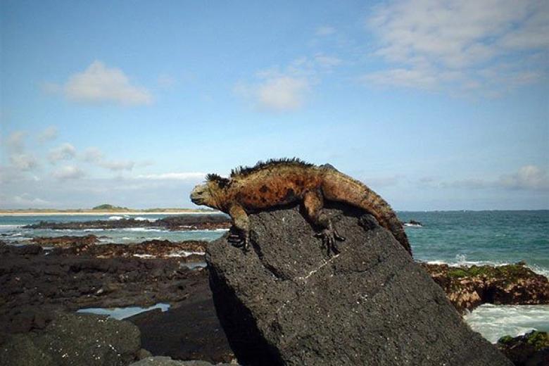 Iguana in Galapagos Islands 