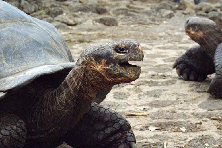 Turtles in Galapagos Islands 