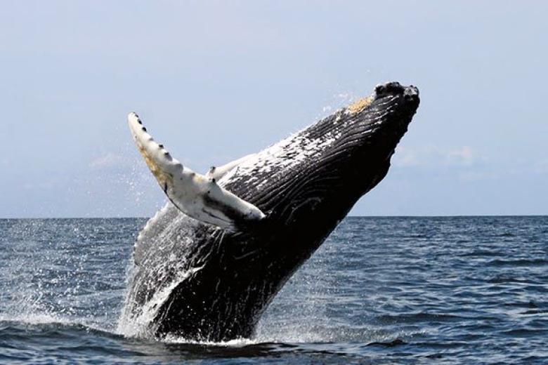 Humpback Whale at Sea in Hawaii 
