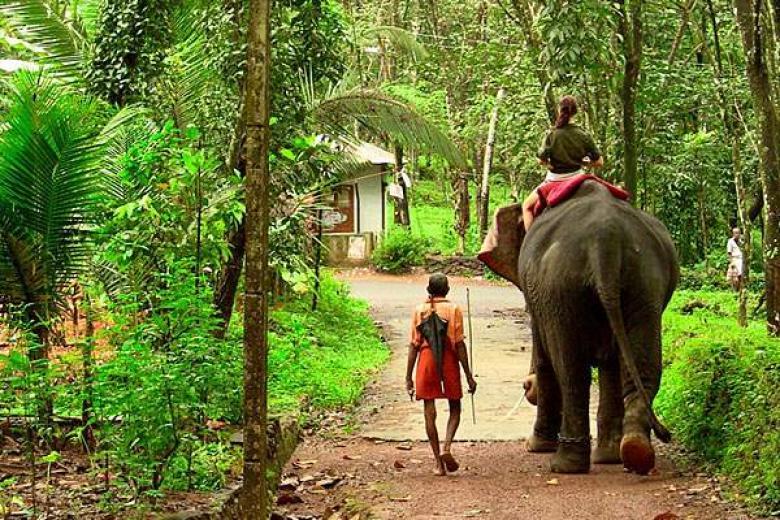 Elephant Safari in Kerala