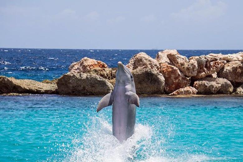Dolphin in Mexican Riviera