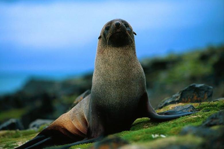 Seal in Antarctica 
