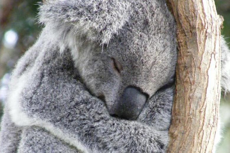 Koala Bear in Australia 