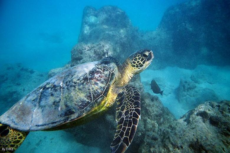 Sea Turtle Hanauma Bay