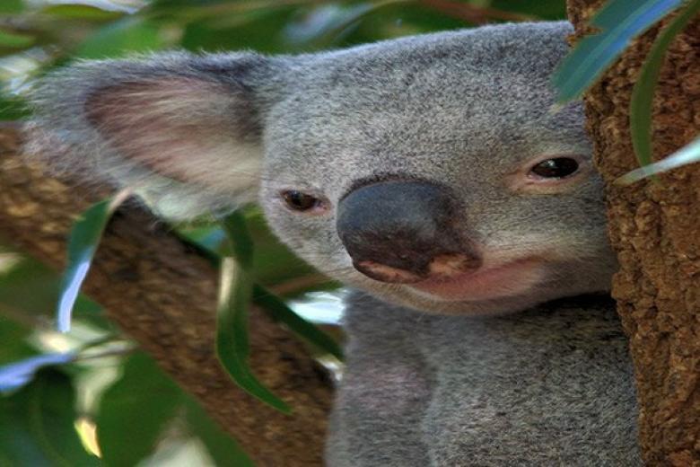 Brisbane Koala Sanctuary
