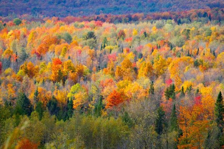 Quebec - Trees in Autumn