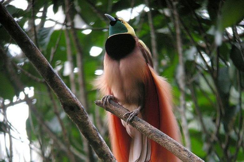 Raggiana Bird of Paradise