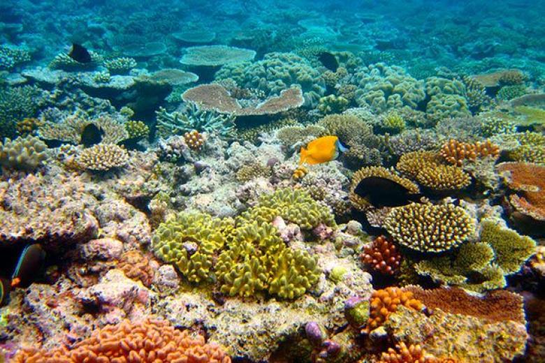 Coral Reef, Australia 