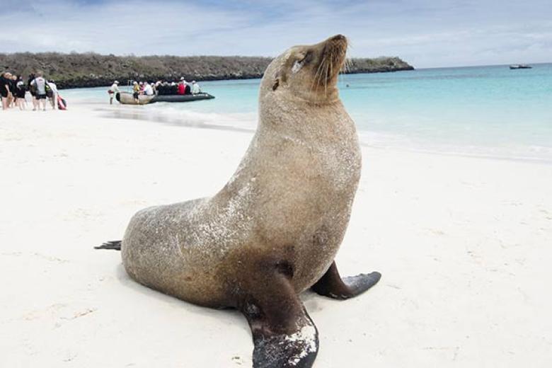 Fur Seal in Galapagos
